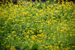 菜の花畑シリーズ