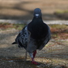 人懐っこい鳩さん