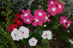 エントランスの花