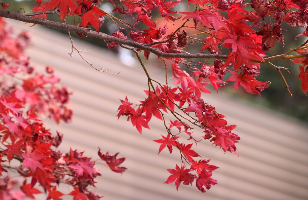 八幡宮の紅葉