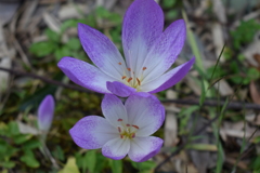変わった花