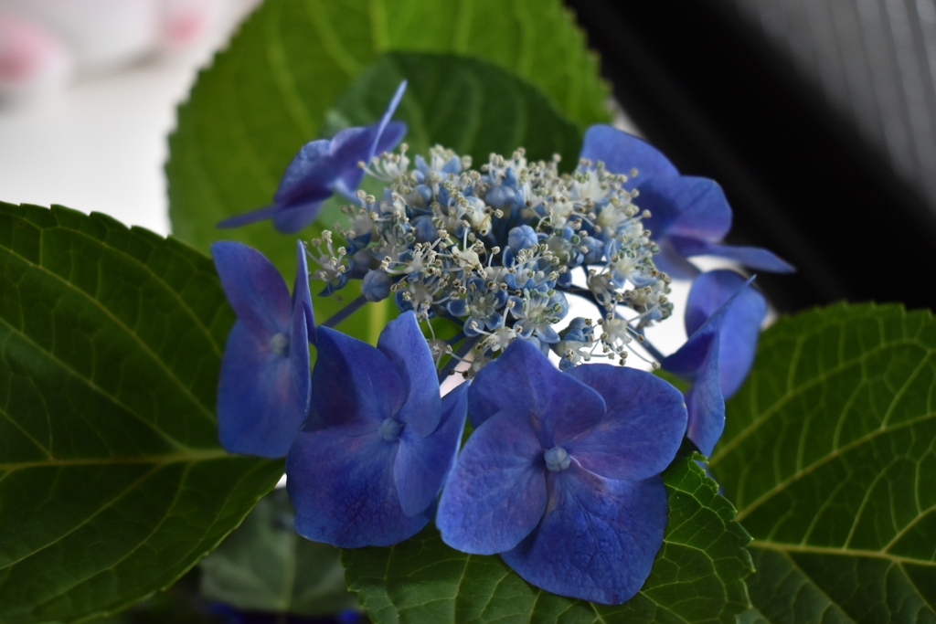 部屋にあるアジサイ