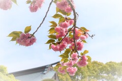 カンザクラ