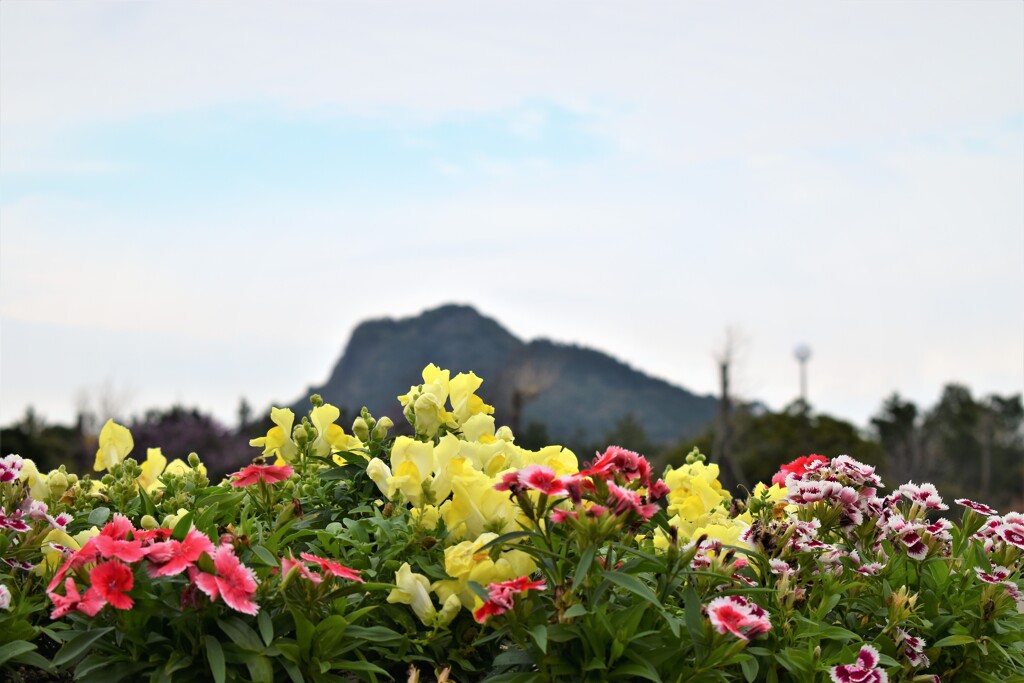 丘の上の花花達