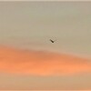 渡り鳥さん朝の出発です