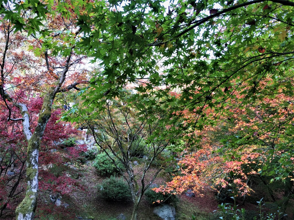 京都の寺　紅葉