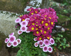 シオン属の菊
