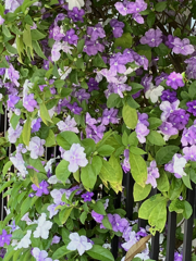垣根の花