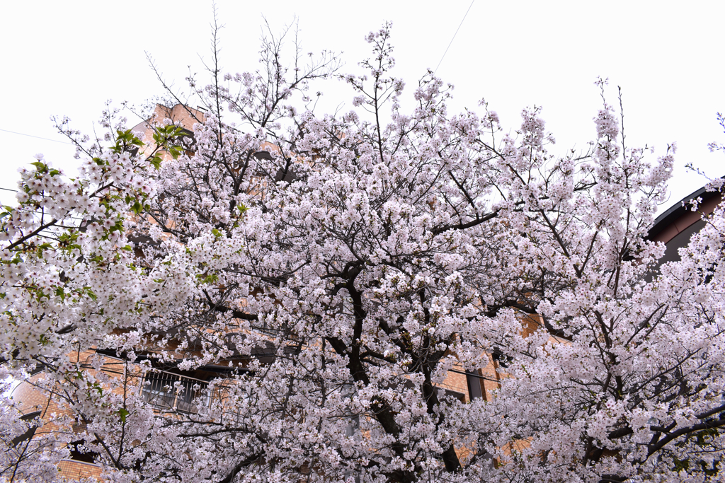 マンション前の桜