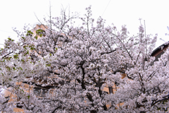 マンション前の桜
