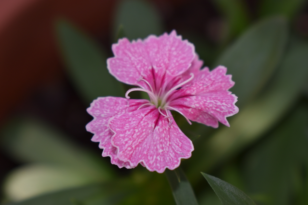 ベランダで育てている花1