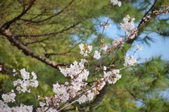 近所の桜