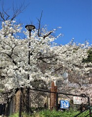 公園の桜