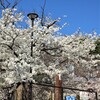 公園の桜