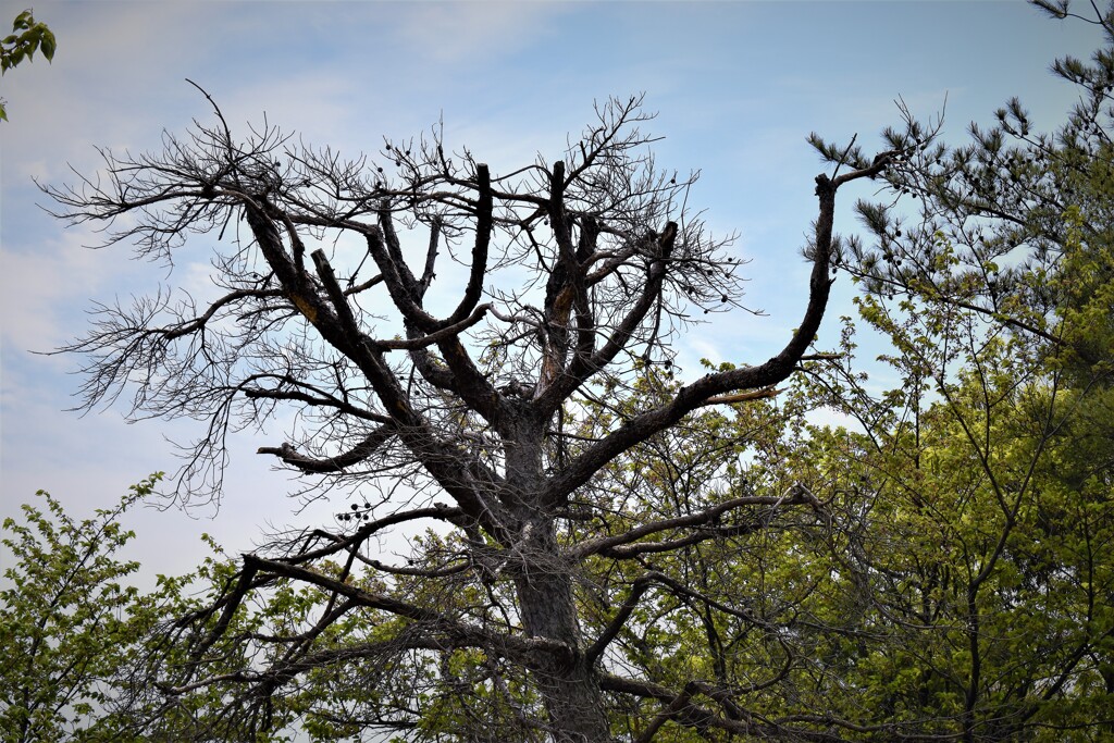 この木　なんの木