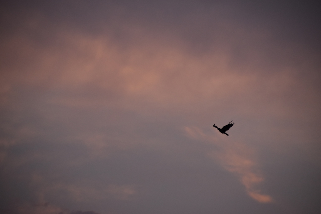 渡り鳥　再チャレンジ