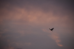 渡り鳥　再チャレンジ