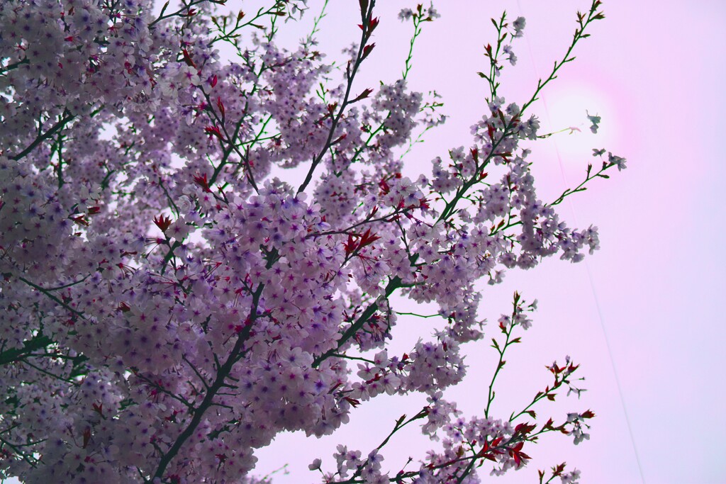 桜シリーズ1