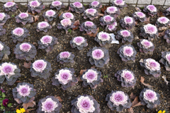 公園の花壇4