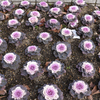 公園の花壇4