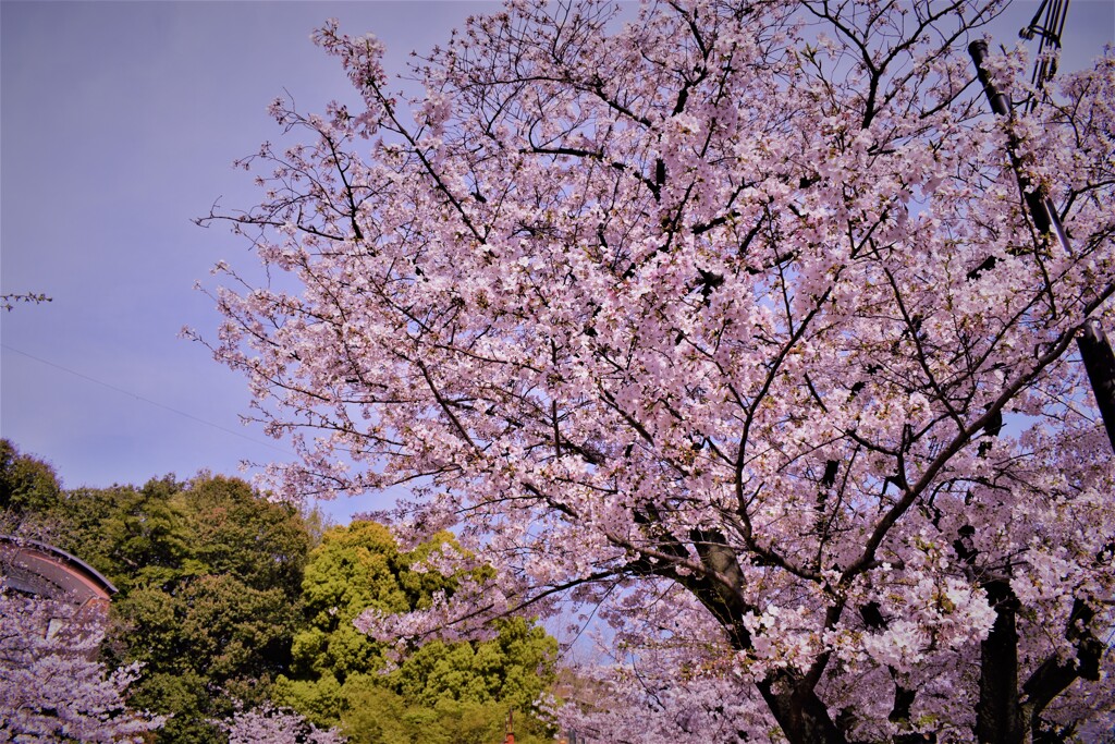 公園の桜