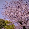 公園の桜