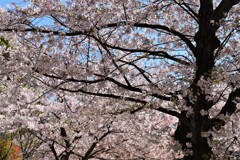 満開の桜