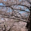 満開の桜