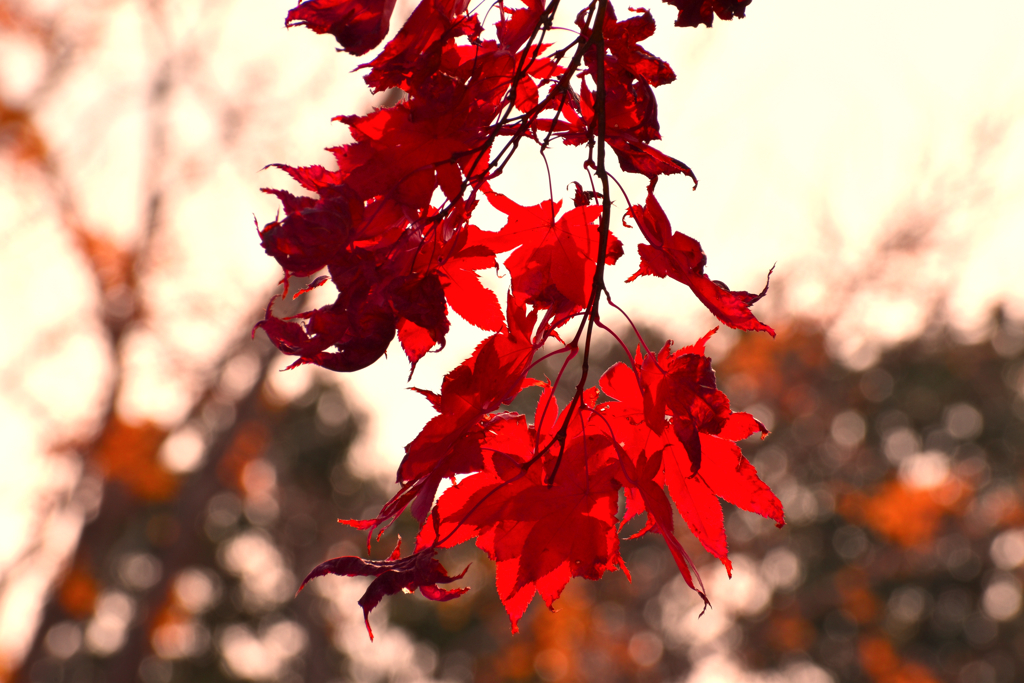 紅葉の終わり