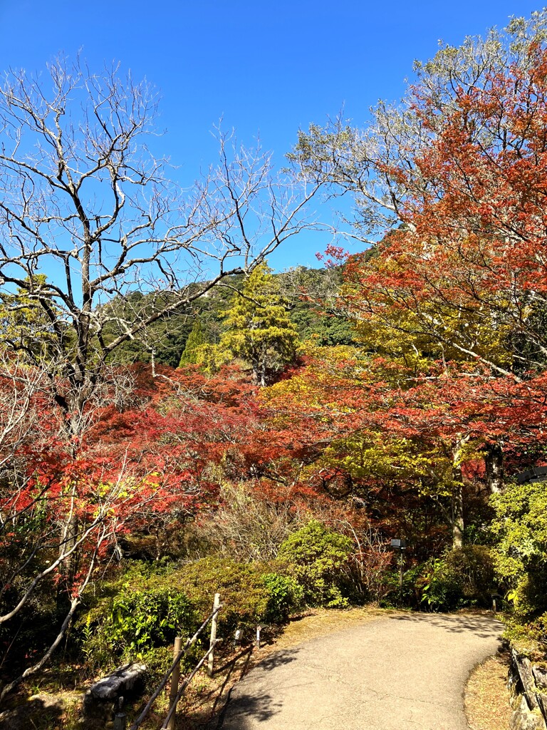 紅葉1