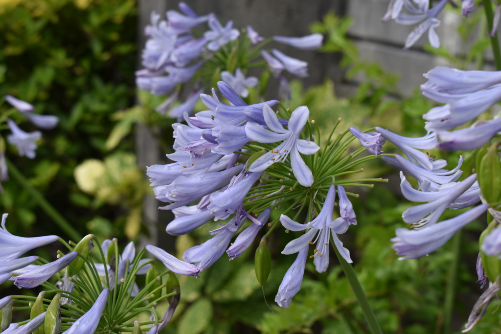 エントランスの花