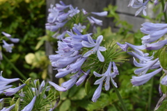 エントランスの花