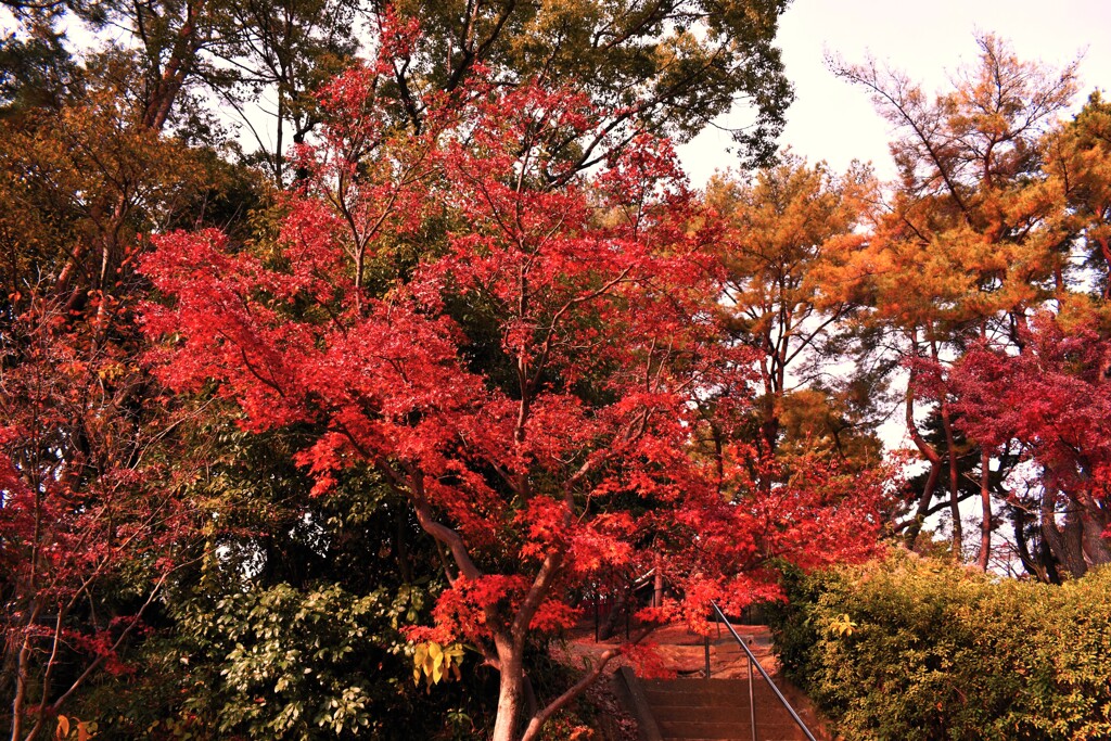 八幡宮の紅葉