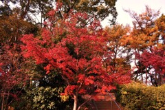 八幡宮の紅葉