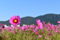 やよいの風公園1