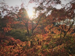 京都の紅葉