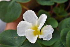 やっと花が咲きました