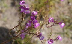 小さな紫色の花