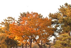 紅葉とヘリコプター