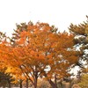 紅葉とヘリコプター