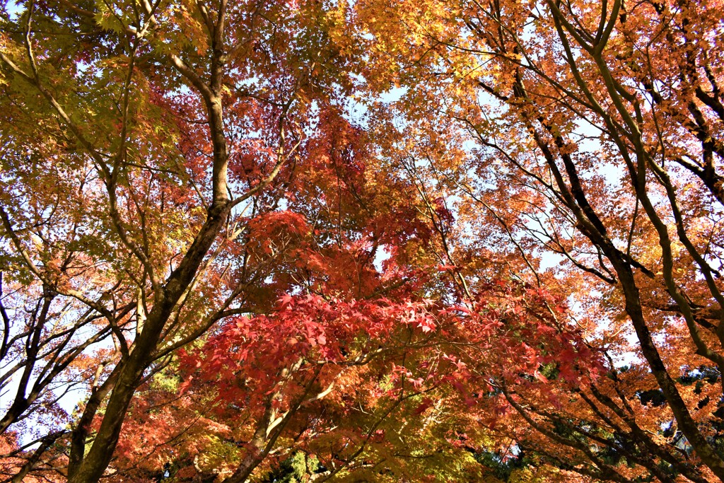 千如寺の紅葉8