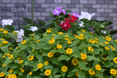エントランスの花壇