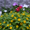 エントランスの花壇