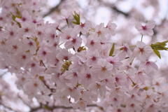 桜の花5