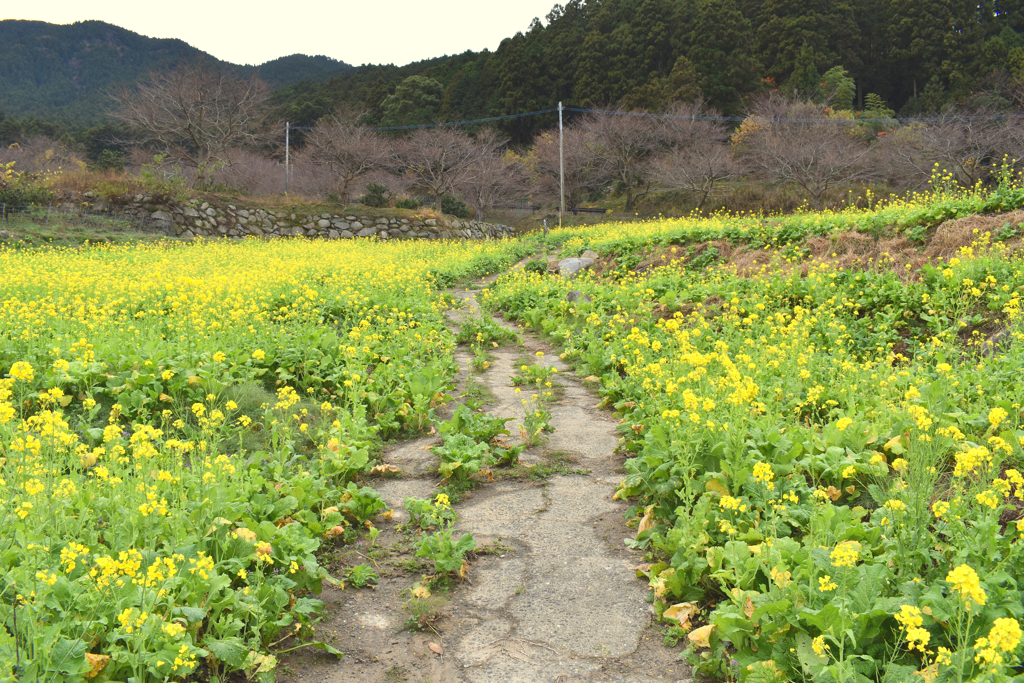 菜の花畑1