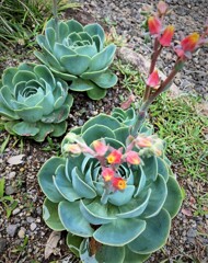 花が咲きました