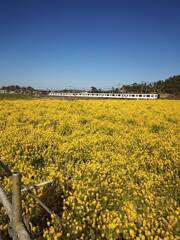 菜の花畑を通る　筑肥線(福岡)