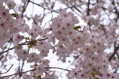 桜の花8