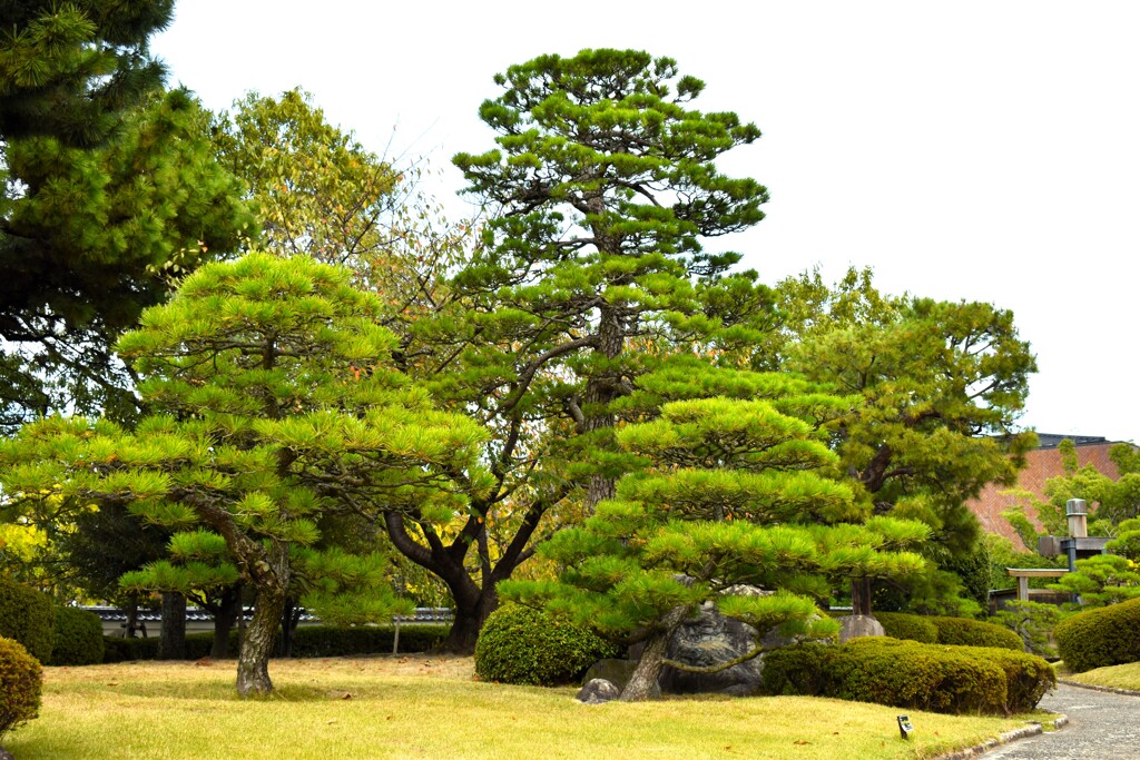 日本庭園　松の木