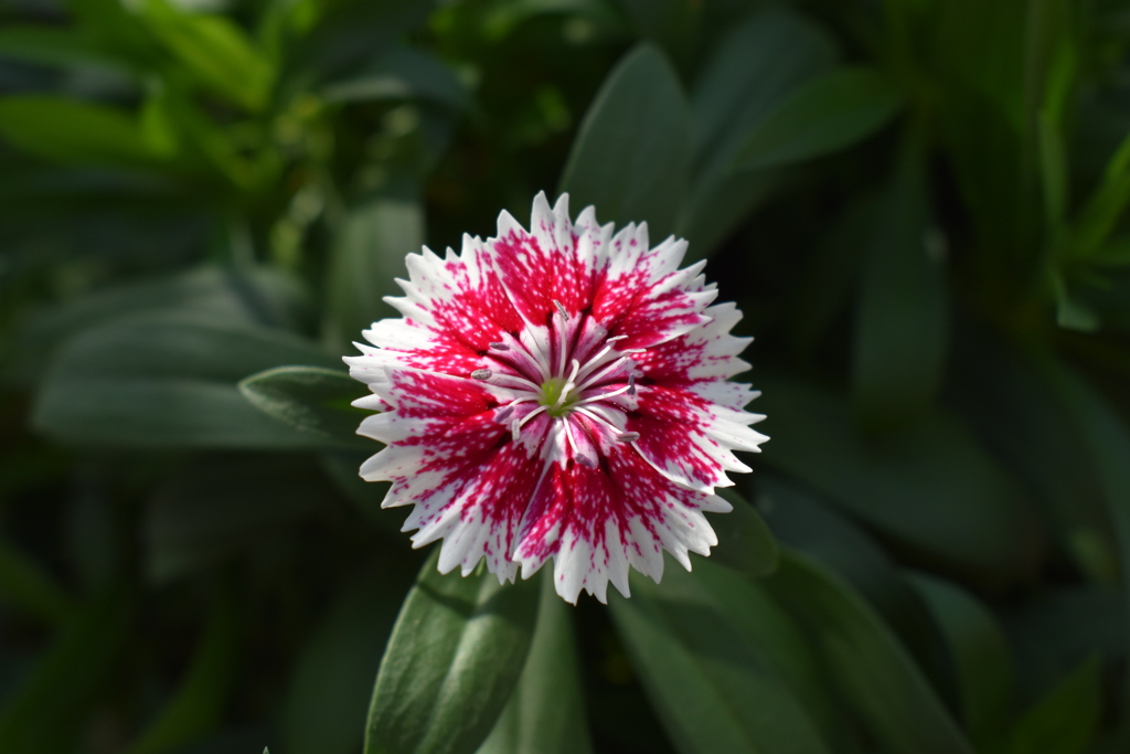 ベランダで育てている花3